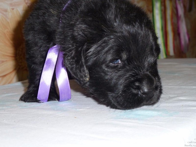 Фото: ньюфаундленд Dolce Vita Laskovyi Gigant