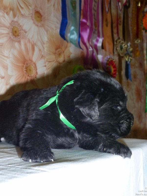 Фото: ньюфаундленд Dolce Vita Laskovyi Gigant