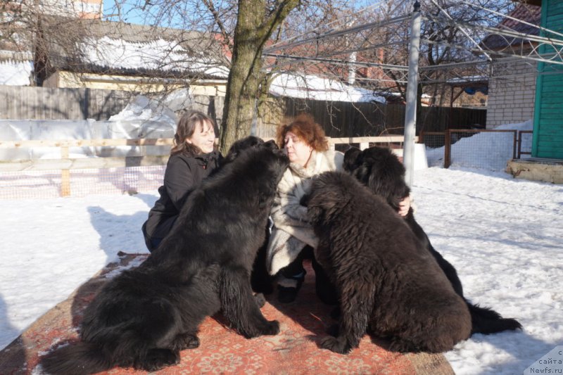 Фото: ньюфаундленд Bridge Over Troubled River (Бридж Овер Траблд Ривер), Tat'yana Grebenyuk (Татьяна Гребенюк), ньюфаундленд Dynastic Branch Yandex Hapiness (Династик Брэнч Яндекс Хапинесс), Elena SHmeleva (Елена Шмелева), ньюфаундленд Potap Snezhinka na Schastie (Потап Снежинка на Счастье), ньюфаундленд Potap Candri (Потап Цандри)