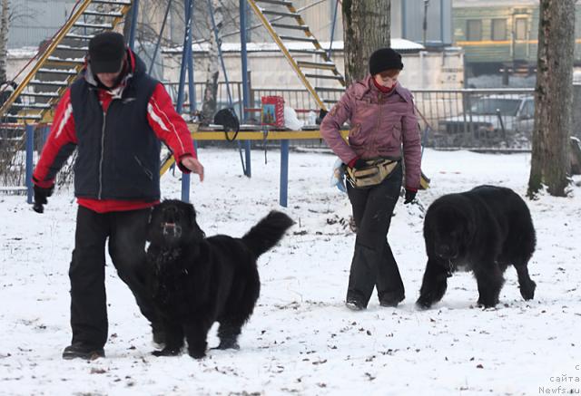 Фото: ньюфаундленд Masyanya Grand Byebi (Масяня Гранд Бэби), ньюфаундленд Jemchug Grand iz Unikal'noy Kollekcii (Жемчуг Гранд из Уникальной Коллекции), Irina Dolotova (Ирина Долотова)