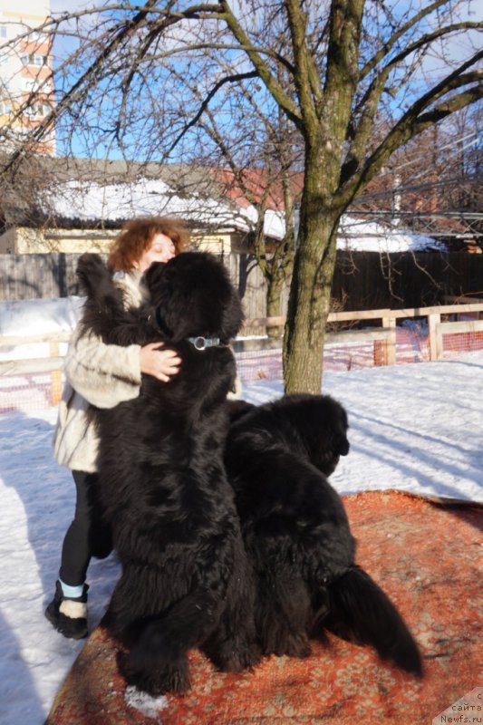 Фото: Elena SHmeleva (Елена Шмелева), ньюфаундленд Potap Snezhinka na Schastie (Потап Снежинка на Счастье)