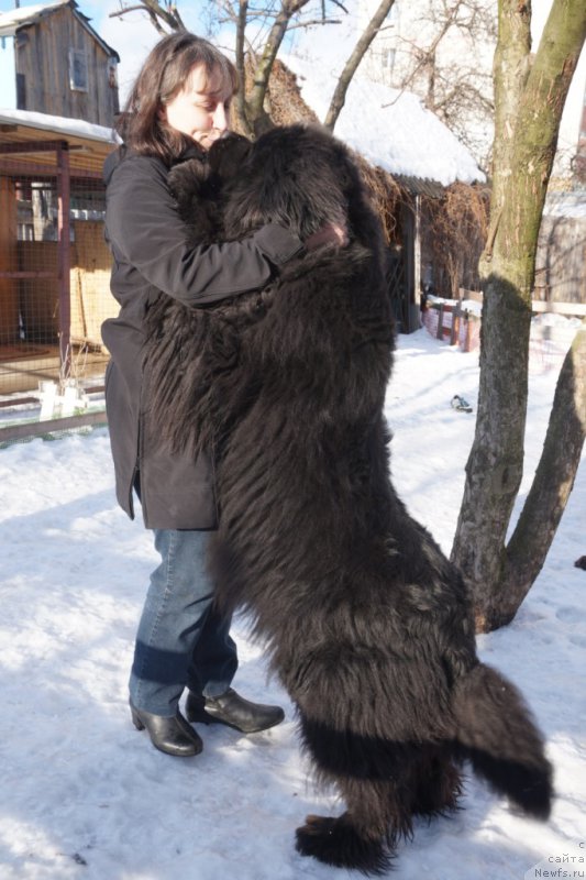 Фото: Tat'yana Grebenyuk (Татьяна Гребенюк), ньюфаундленд Potap Snezhinka na Schastie (Потап Снежинка на Счастье)