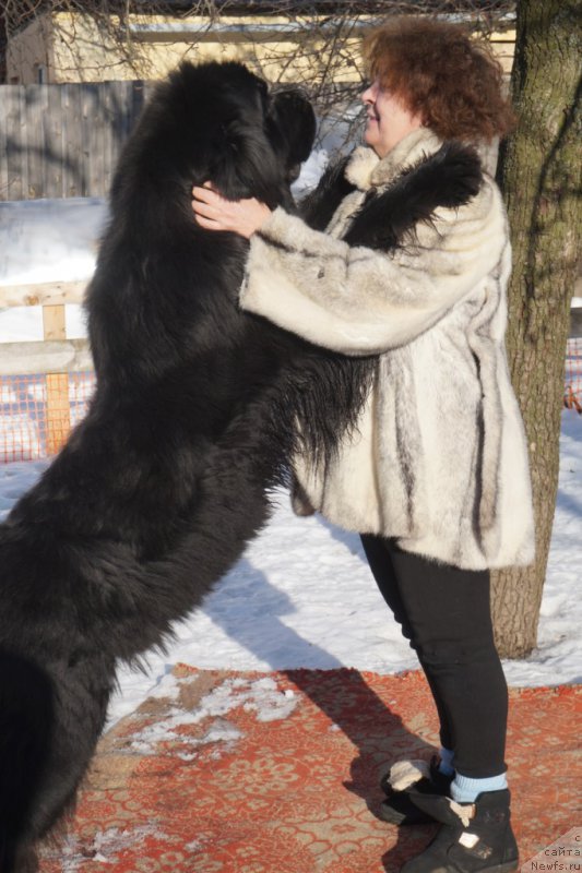 Фото: Elena SHmeleva (Елена Шмелева), ньюфаундленд Bridge Over Troubled River (Бридж Овер Траблд Ривер)