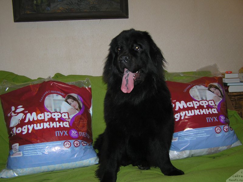 Фотография № 221524