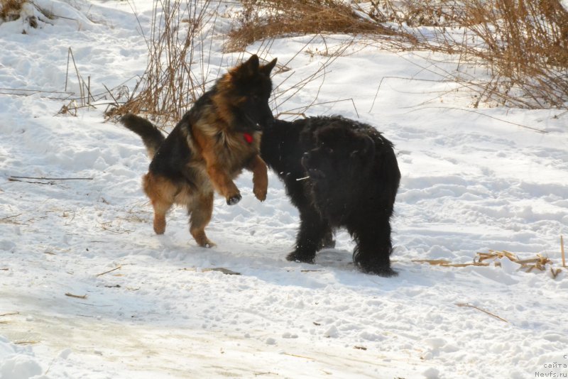 Фото: ньюфаундленд Talisman Morya Mishel' (Талисман Моря Мишель)