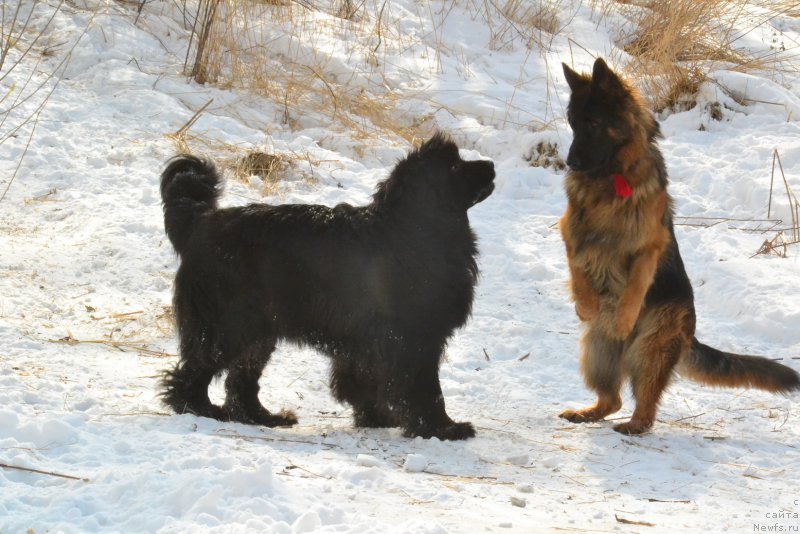 Фото: ньюфаундленд Talisman Morya Mishel' (Талисман Моря Мишель)