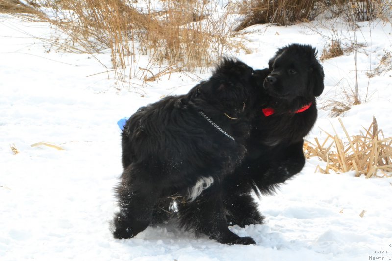 Фото: ньюфаундленд Talisman Morya Mishel' (Талисман Моря Мишель), ньюфаундленд Talisman Morya Korvet (Талисман Моря Корвет)
