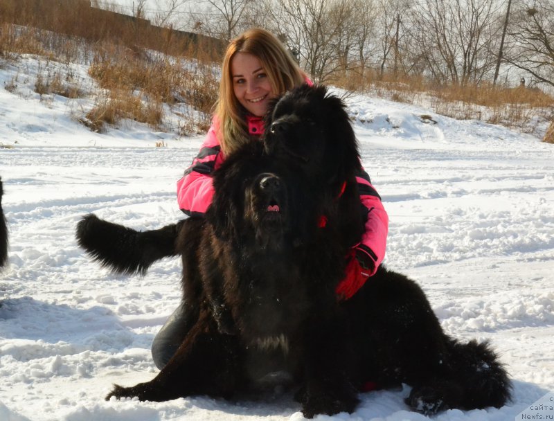 Фото: ньюфаундленд Talisman Morya La-Valetta (Талисман Моря Ла-Валетта), ньюфаундленд Talisman Morya Korvet (Талисман Моря Корвет)