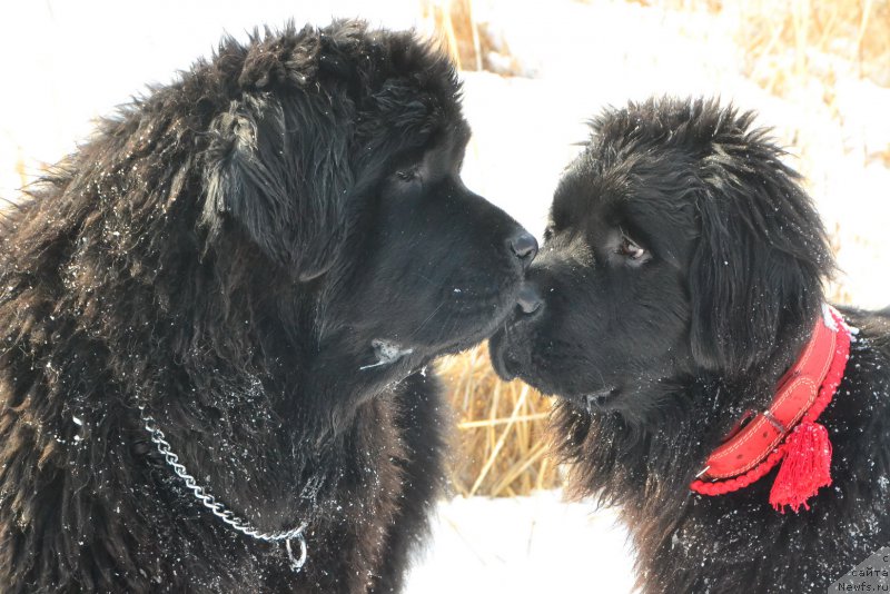 Фото: ньюфаундленд Talisman Morya La-Valetta (Талисман Моря Ла-Валетта), ньюфаундленд Talisman Morya Korvet (Талисман Моря Корвет)