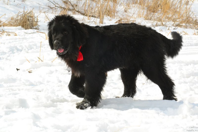 Фото: ньюфаундленд Talisman Morya Korvet (Талисман Моря Корвет)