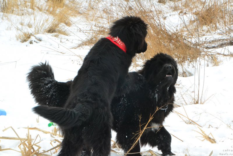 Фото: ньюфаундленд Talisman Morya La-Valetta (Талисман Моря Ла-Валетта), ньюфаундленд Talisman Morya Korvet (Талисман Моря Корвет)