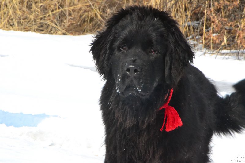 Фото: ньюфаундленд Talisman Morya Korvet (Талисман Моря Корвет)