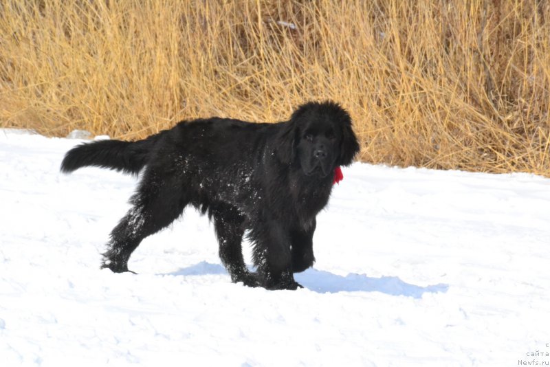 Фото: ньюфаундленд Talisman Morya Korvet (Талисман Моря Корвет)