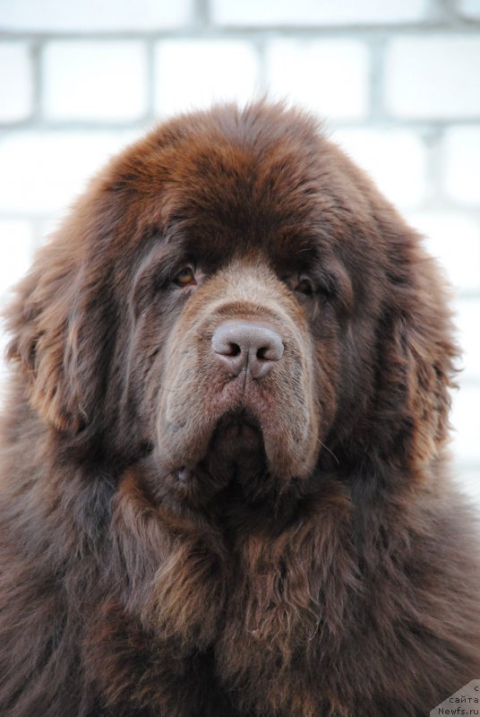 Фото: ньюфаундленд Faraon Cancrimo