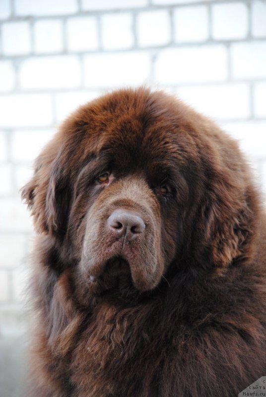 Фото: ньюфаундленд Faraon Cancrimo