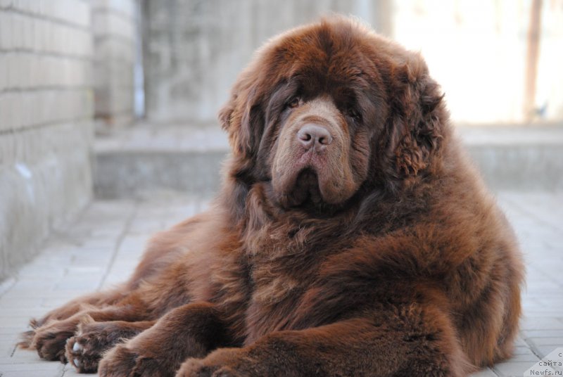 Фото: ньюфаундленд Faraon Cancrimo