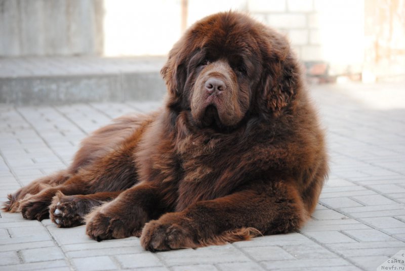 Фото: ньюфаундленд Faraon Cancrimo