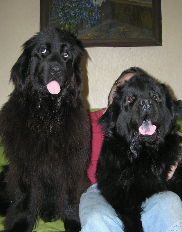 Фото: ньюфаундленд Siciliya Blyek Rouz (Сицилия Блэк Роуз), ньюфаундленд Bylinnaya Marfa s Berega Dona (Былинная Марфа с Берега Дона)