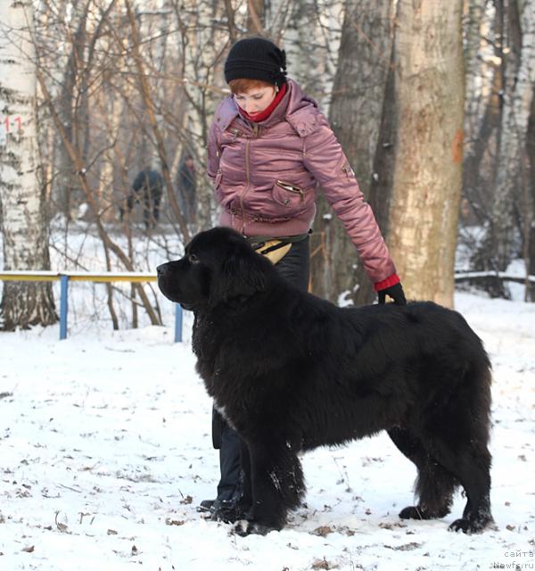 Фото: ньюфаундленд Jemchug Grand iz Unikal'noy Kollekcii (Жемчуг Гранд из Уникальной Коллекции), Irina Dolotova (Ирина Долотова)