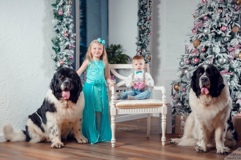 Фото: ньюфаундленд Kara Aular Bolto (Кара Аюлар Болто), ньюфаундленд Nica Dlja Kara Ayular iz Tihogo Omuta (Ница для Кара Аюлар из Тихого Омута)