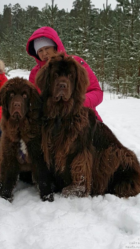 Фото: ньюфаундленд Brownblood MSK Alpina Guardian Soul (Браунблад МСК Альпина Гуардиан Соул), ньюфаундленд Newettas Vanessa