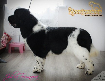 Фото: ньюфаундленд Sunny Safranit Citrine (Сунну Сафранит Цитрине)