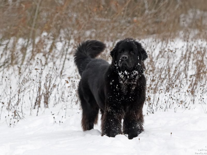 Фотография № 221569