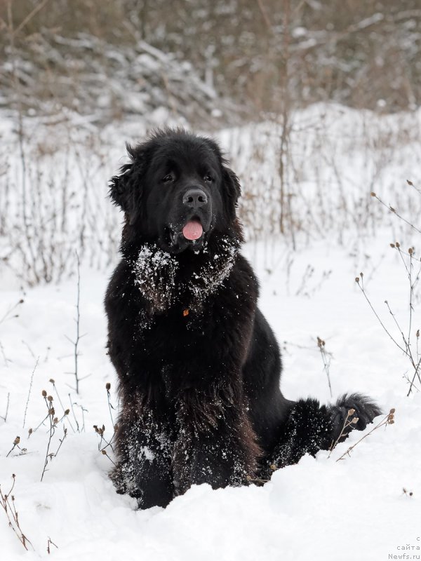 Фотография № 221571