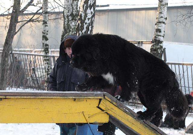 Фото: ньюфаундленд Jemchug Grand iz Unikal'noy Kollekcii (Жемчуг Гранд из Уникальной Коллекции)