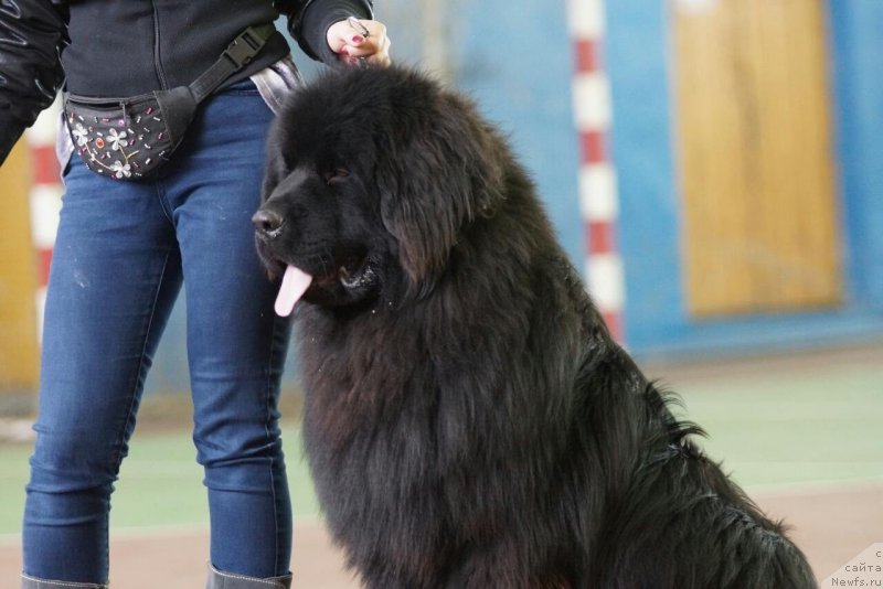 Фото: ньюфаундленд Big Sky Bear Chicory