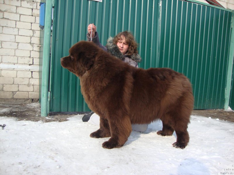 Фото: ньюфаундленд Braunblad MSK Betani YEys (Браунблад МСК Бетани Эйс)