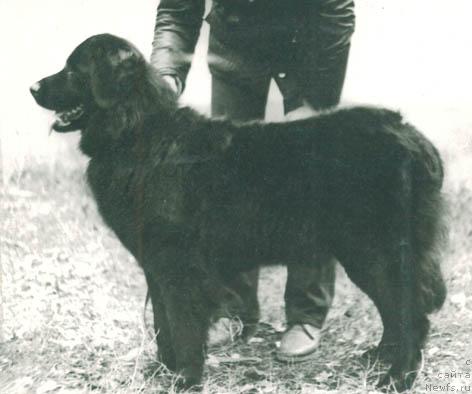 Фото: ньюфаундленд Zol' Pritti (Золь Притти)