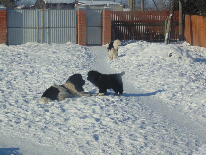 Фотография № 221604