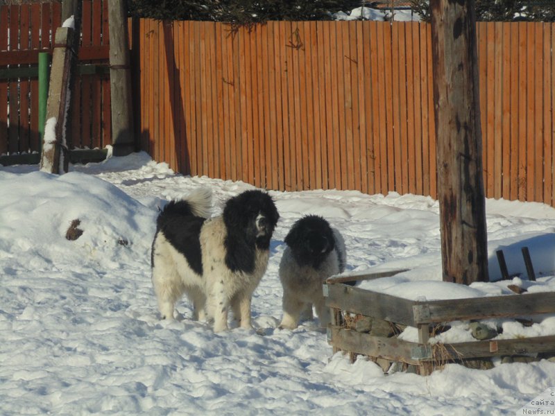 Фото: ньюфаундленд Baffi ot Karel'skih Medvedey (Баффи от Карельских Медведей)