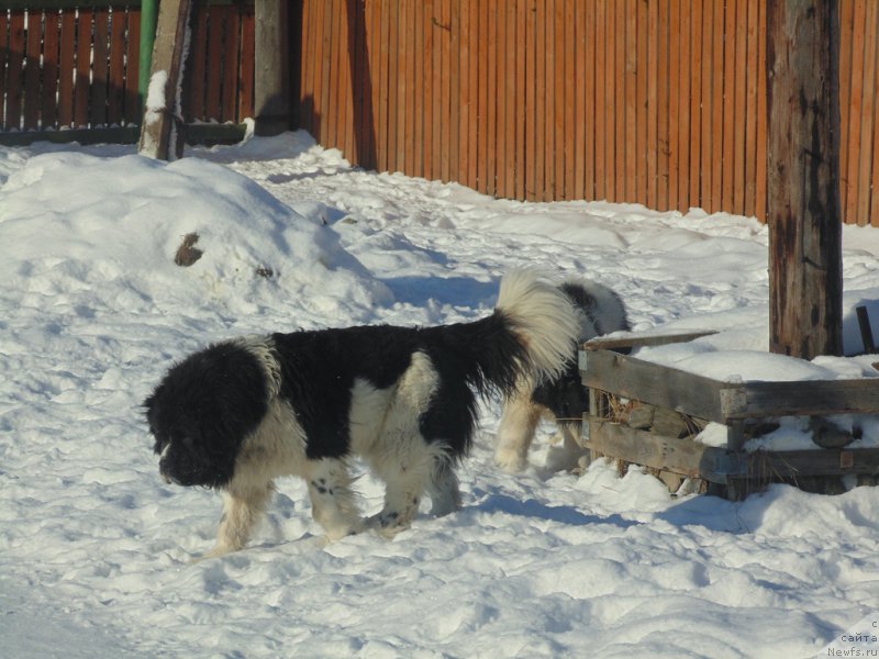 Фото: ньюфаундленд Baffi ot Karel'skih Medvedey (Баффи от Карельских Медведей)
