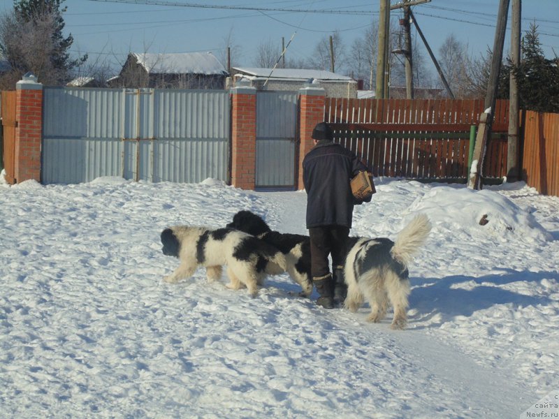 Фотография № 221613