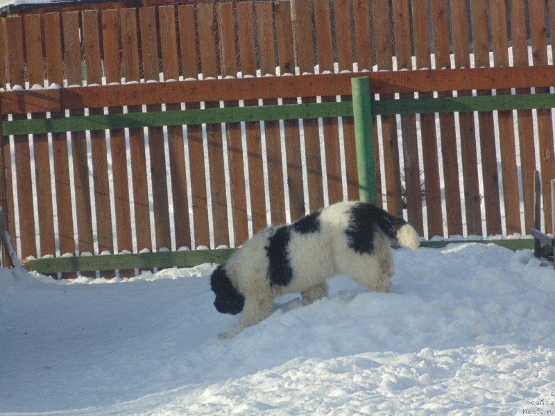 Фотография № 221615