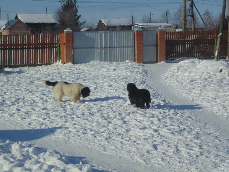 Фотография № 221616