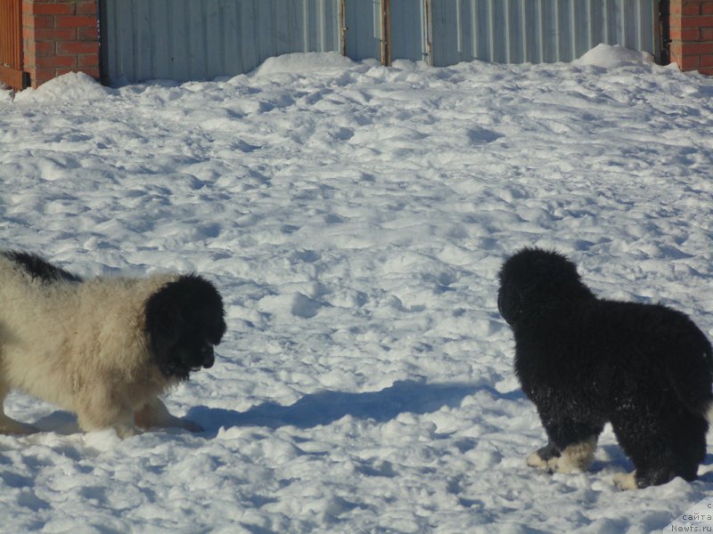 Фотография № 221617