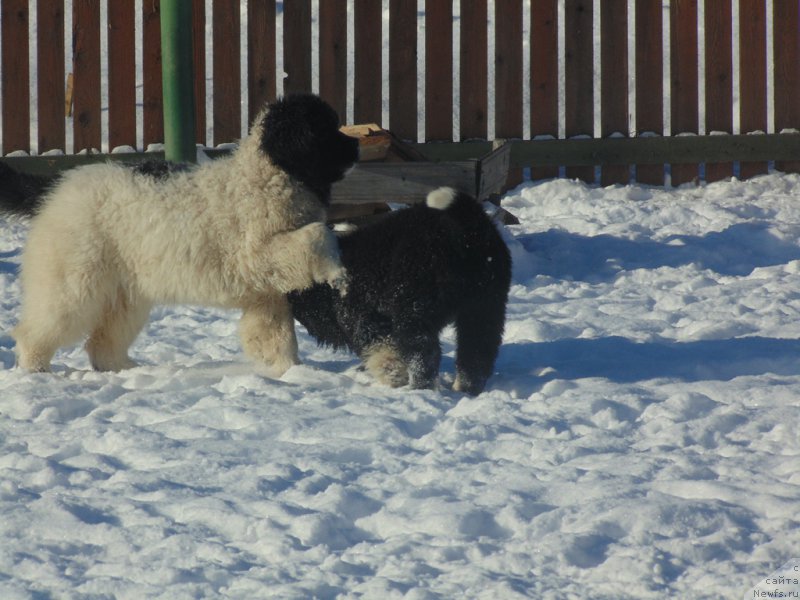 Фотография № 221618