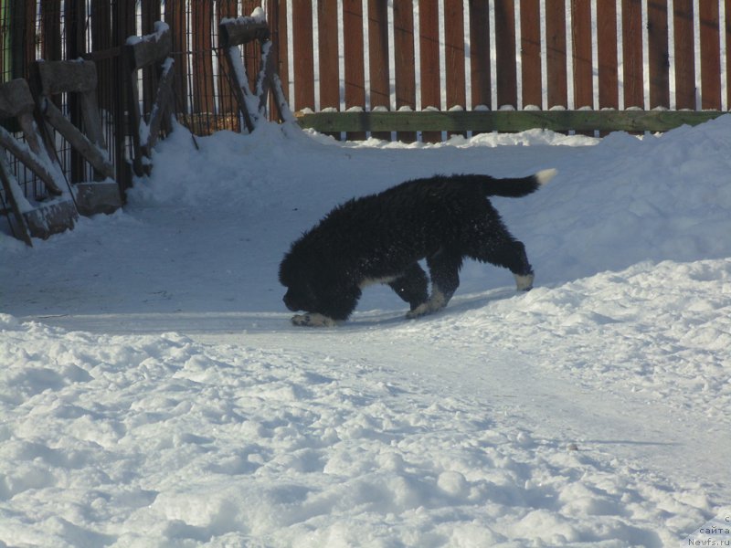 Фотография № 221625