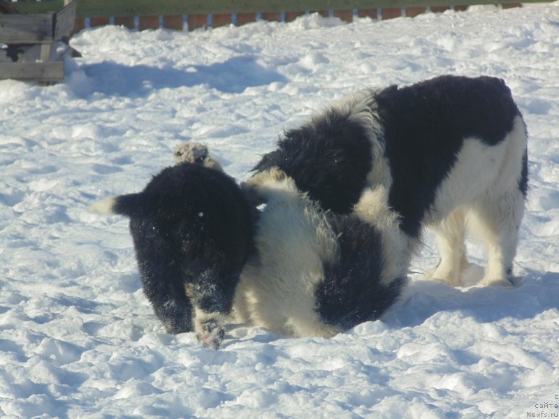 Фотография № 221627