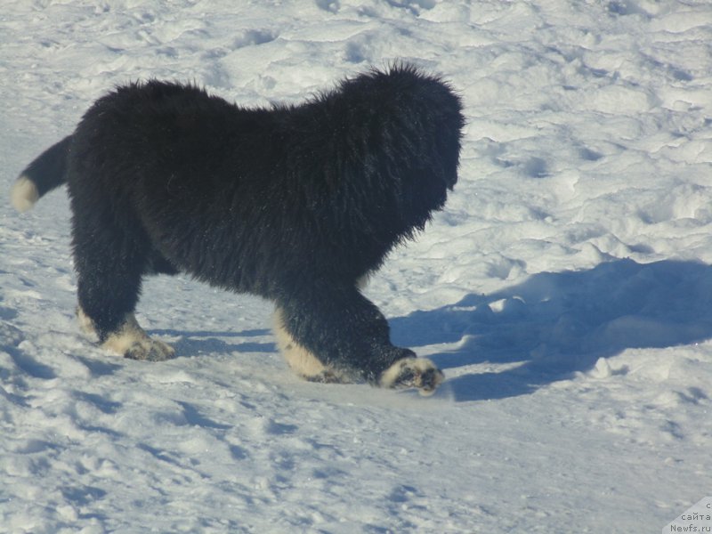 Фотография № 221628