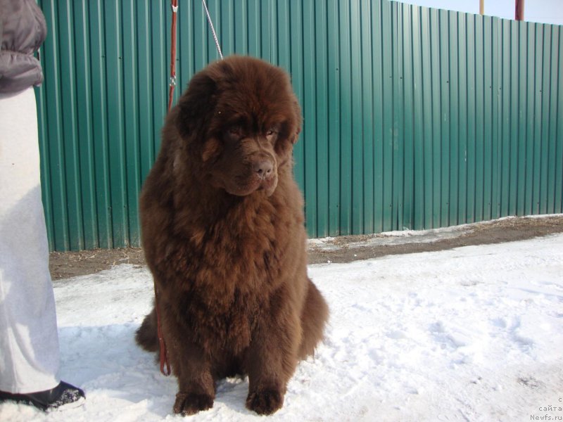 Фото: ньюфаундленд Braunblad MSK Betani YEys (Браунблад МСК Бетани Эйс)
