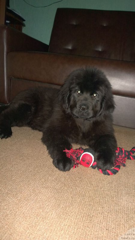 Фото: ньюфаундленд Revolyushen A Lya Rus iz Antagrada (Революшен А Ля Рус из Антаграда)