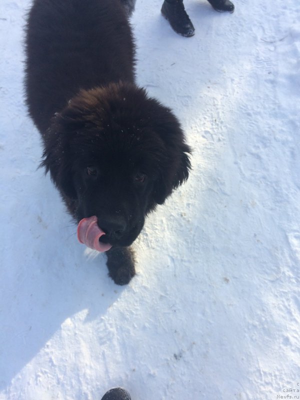 Фото: ньюфаундленд Revolyushen A Lya Rus iz Antagrada (Революшен А Ля Рус из Антаграда)