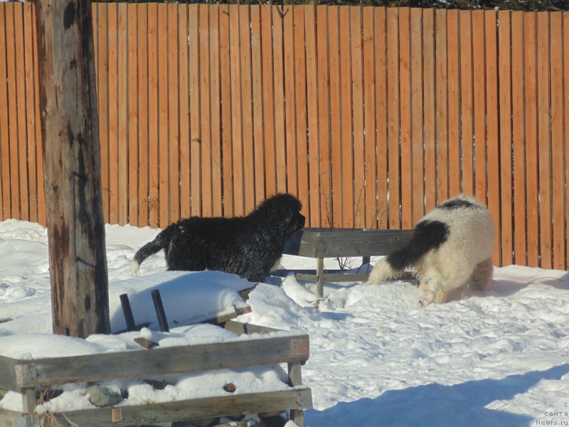 Фотография № 221654