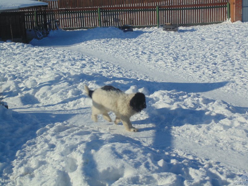 Фотография № 221657