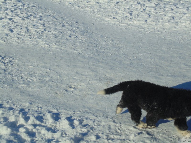 Фотография № 221659