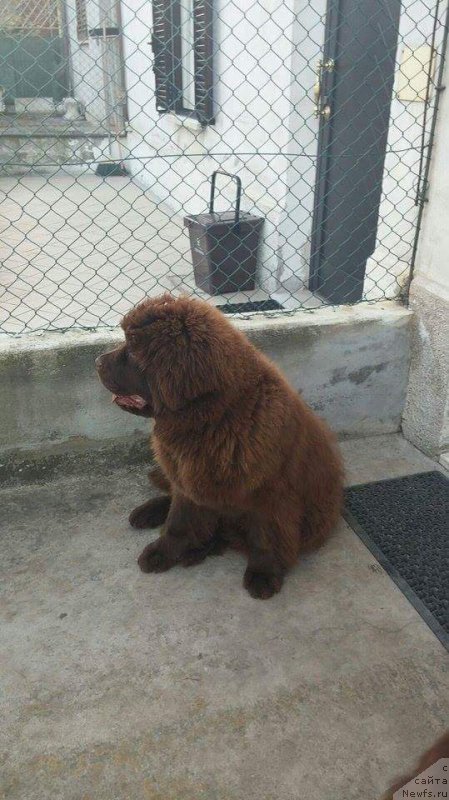 Фото: ньюфаундленд Brownblood MSK Avanti Darling Kid (Браунблад МСК Аванти Дарлинг Кид)